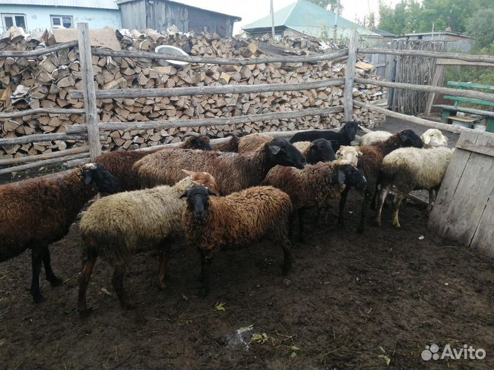 Овцы бараны ягнята оптом