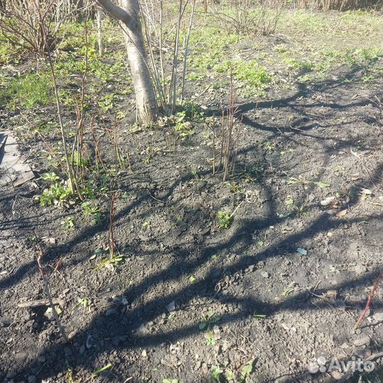 Саженцы,желтой сливы