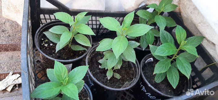 Гортензия саженцы