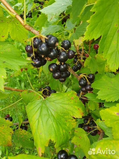 Черная смородина