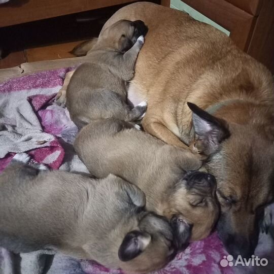 Собаки щенки