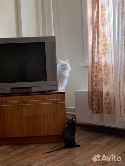 Кошки в добрые руки