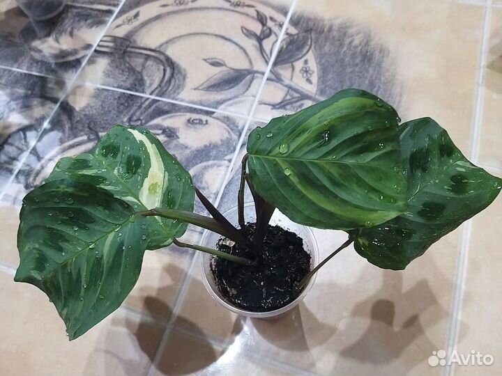 Комнатные растения