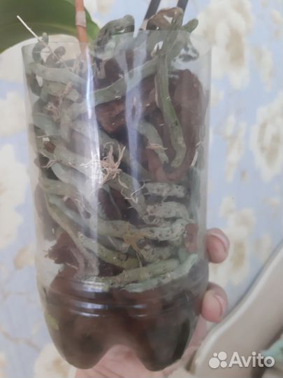 Орхидея Дикий кот