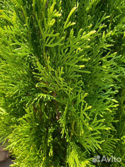 Туя из питомника оптом