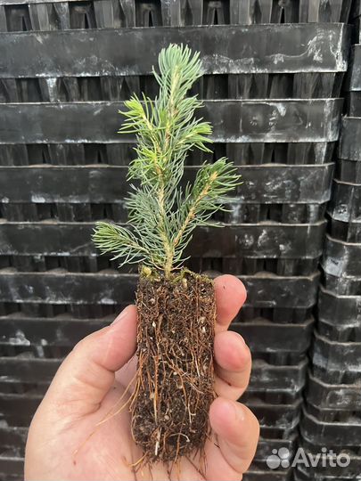 Голубая Ель сеянцы в кассетах саженцы зкс