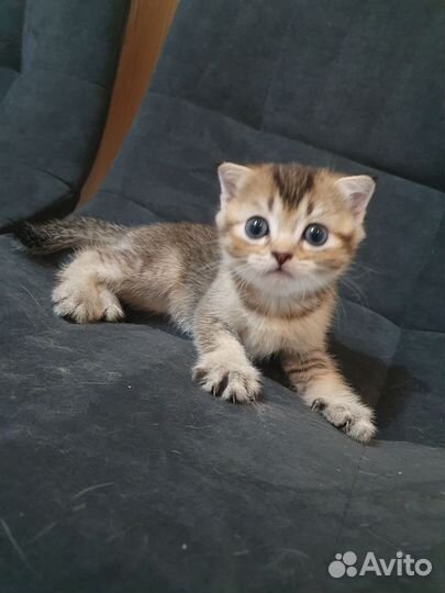 Котята золотая шиншилла