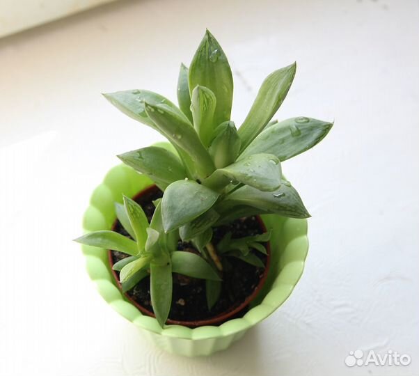 Отростки цветов-суккулентов по 50р