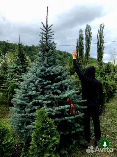 Ель голубая для живой изгороди