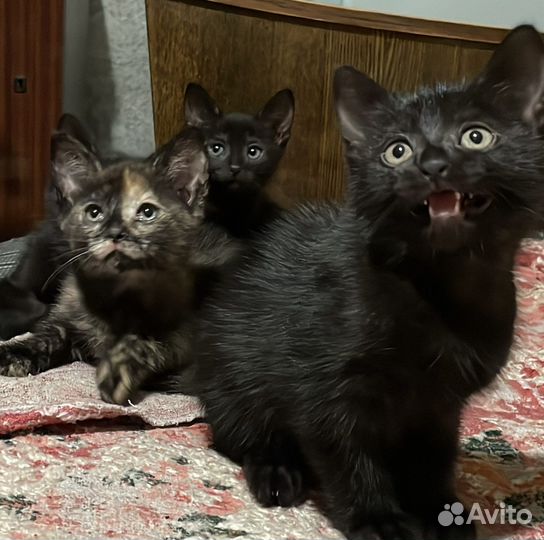 Кошки в добрые руки