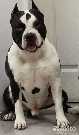 Высокопородные щенки стаффорда