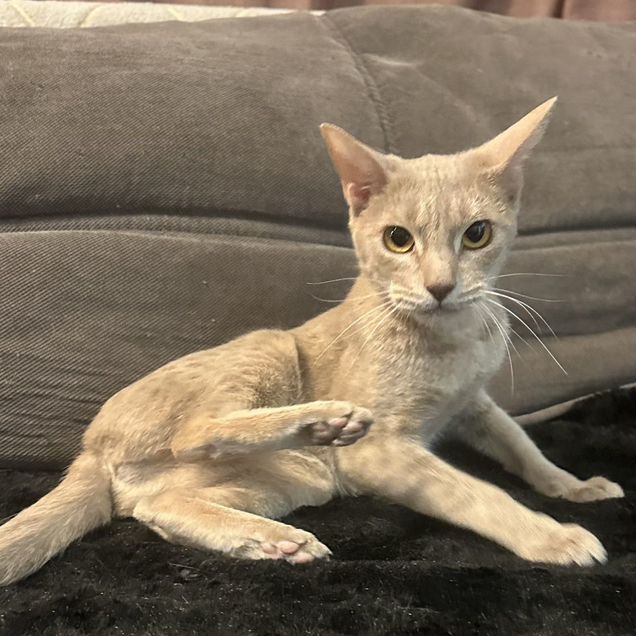 Оцикет, взрослая кошка