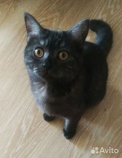 Кошка Котенок девочка