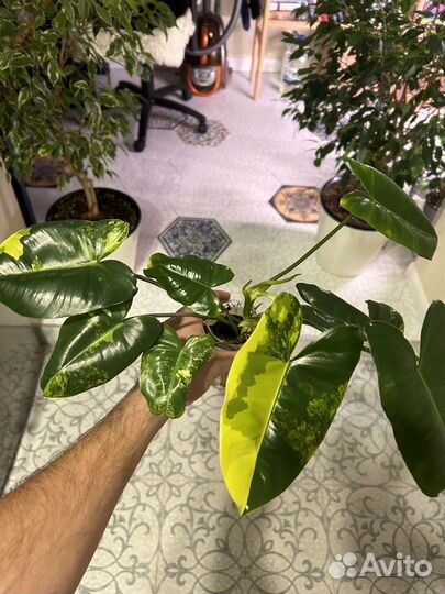 Филодендрон