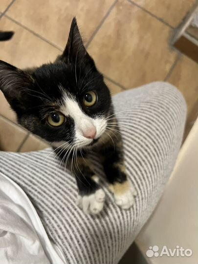 Кошка, котенок