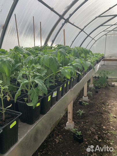 Рассада овощей