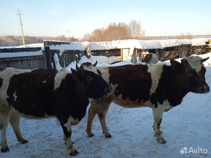 Телки стельные, коровы