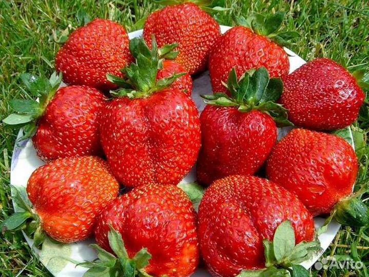 Саженцы клубники