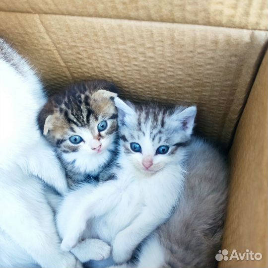 Отдам в добрые руки котят