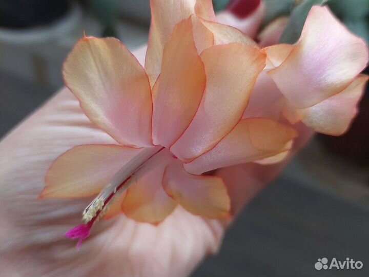 Декабрист шлюмбергера