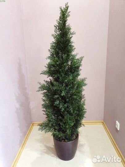 Туя Смарагд р9