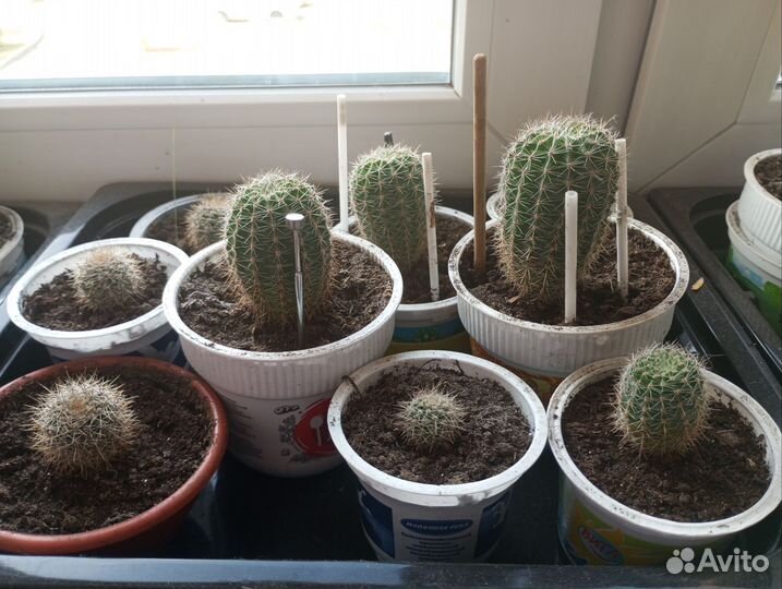 Большой цветущий кактус