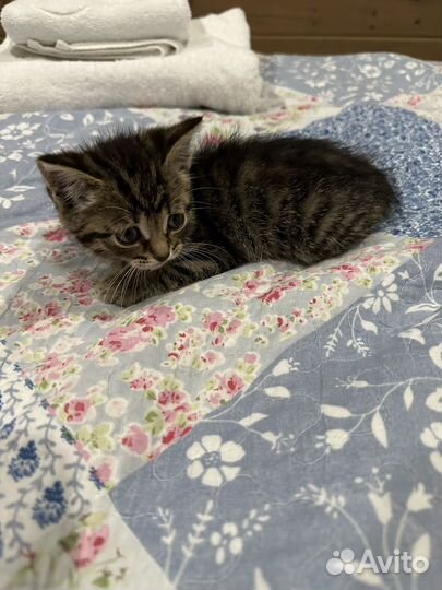Милые маленькие котята
