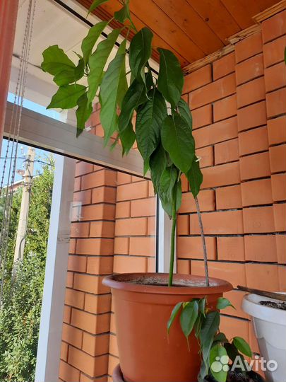 Авокадо дерево