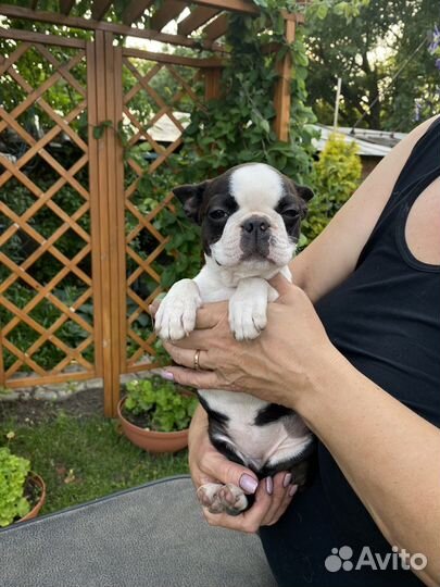 Бостон терьер