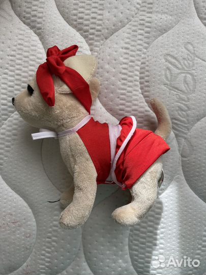 Собака чихуа Cih Cih Love