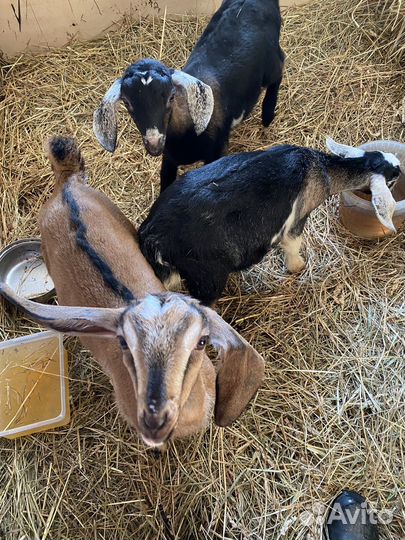 Коза чешская