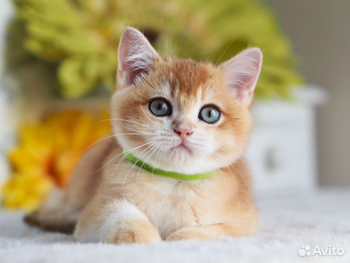 Котёнок. Мальчик. Британская золотая шиншилла