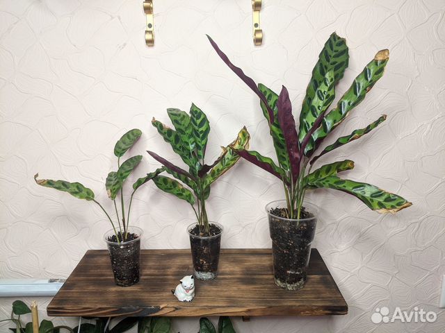 Калатея лансифолия купить в Москве | Товары для дома и дачи | Авито