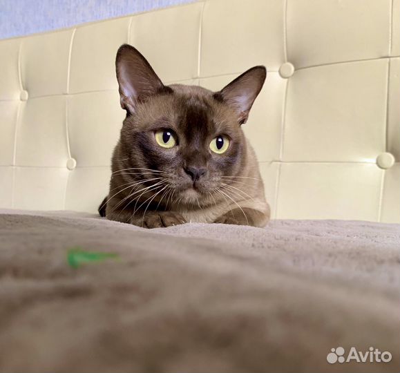 Бурманская вязка