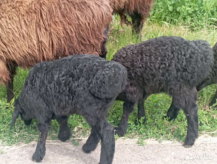 Эдельбаевские ягнята