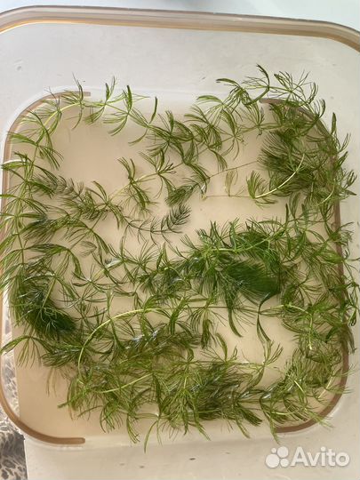 Роголистник в аквариум