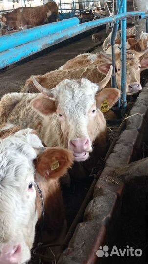 Нетель породы 