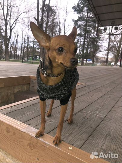 Мини той-терьер