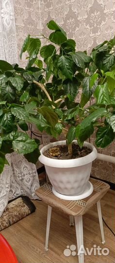 Гибискус китайская Роза