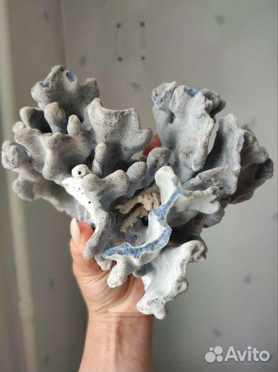 Морские кораллы, ракушки