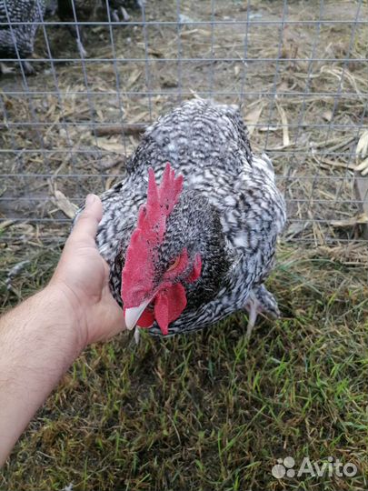 Продаётся петушок. Мех. Кукушка