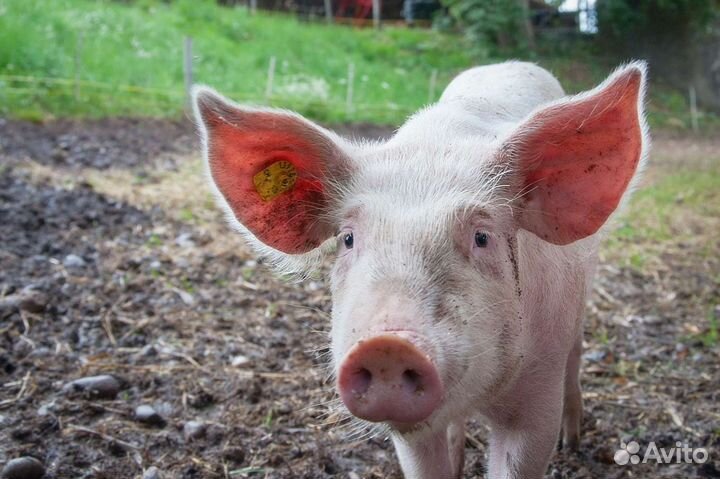 Поросенок ландрас