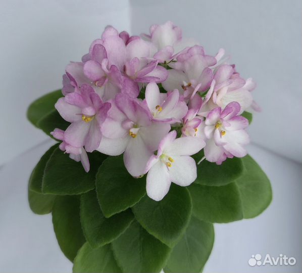 Красивые фиалки