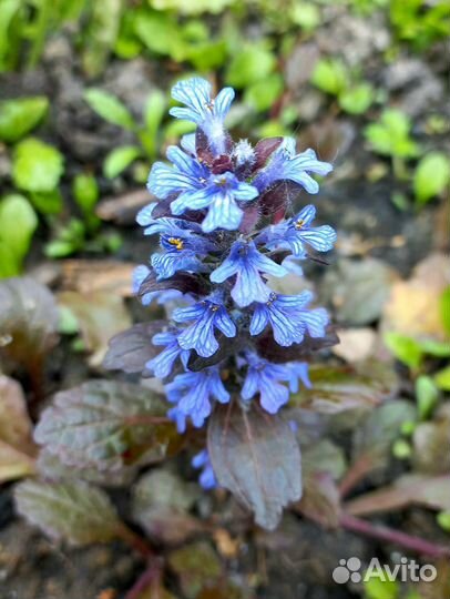 Почвопокровные растения