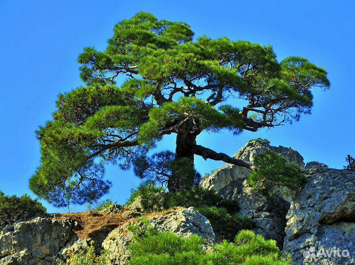 Хвойники и другие растения для сада