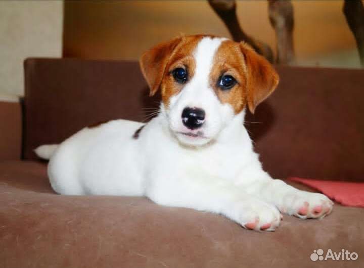 Щенок джек рассел терьер