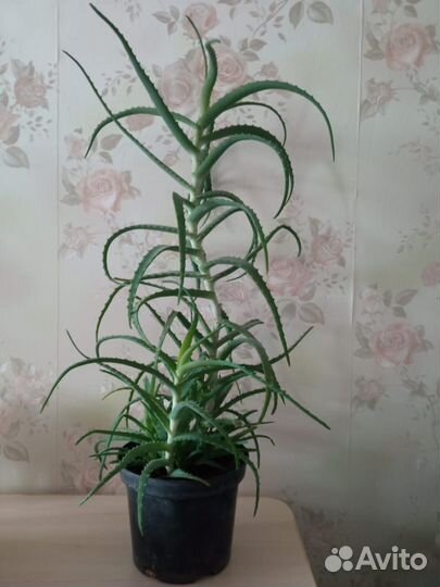 Алоэ столетник