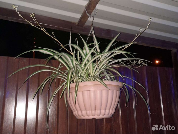 Хлорофитум