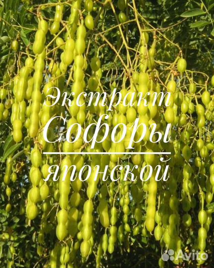 Софора японская