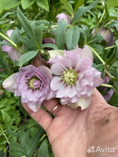 Семена морозника Double pink veined Barnhaven